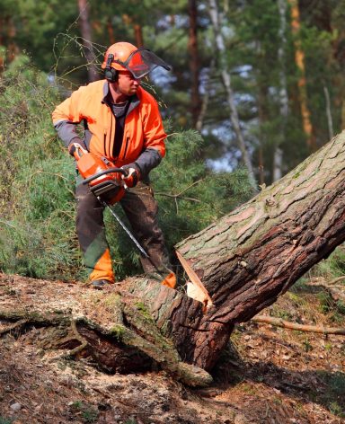 Mann in orange Sicherheitskleidung fällt einen Baum mit einer Motorsäge.